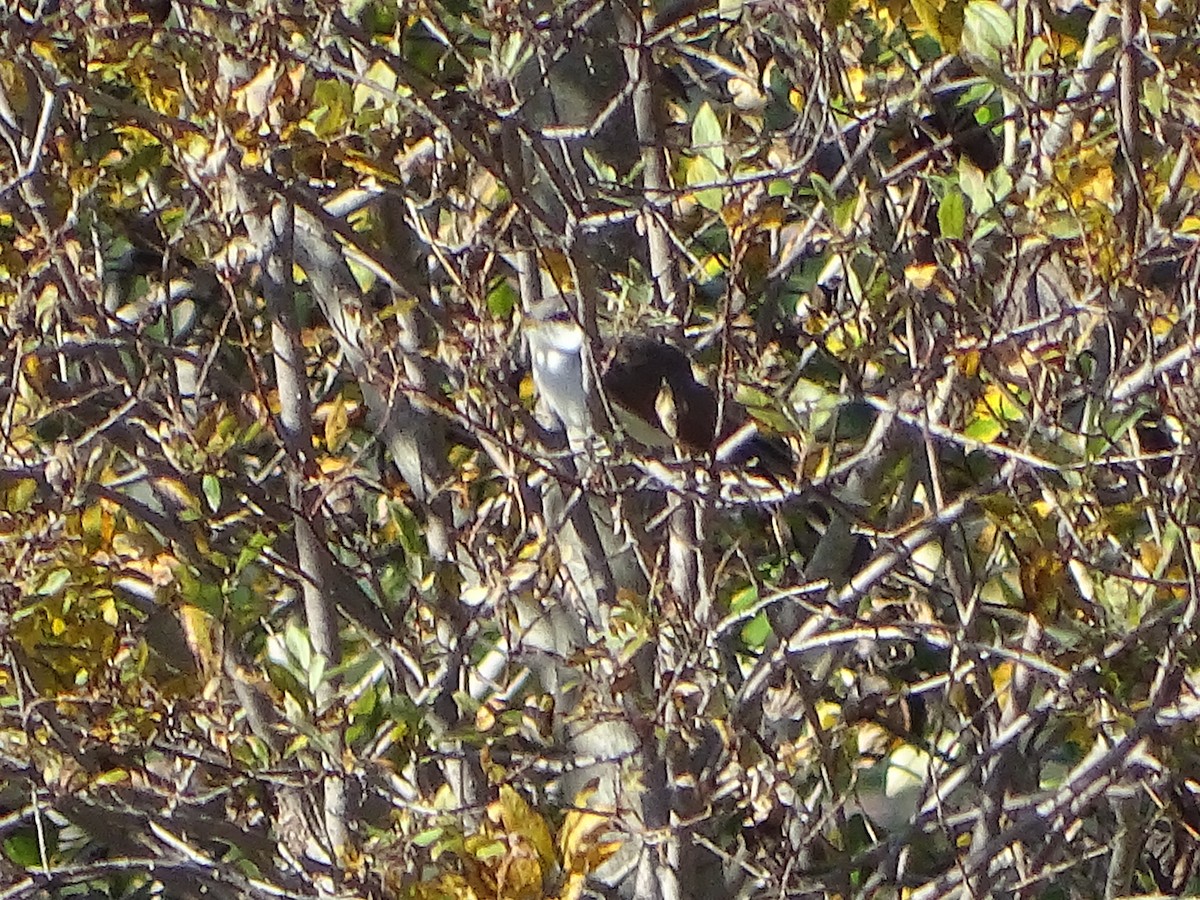 Yellow-billed Cuckoo - ML646464566