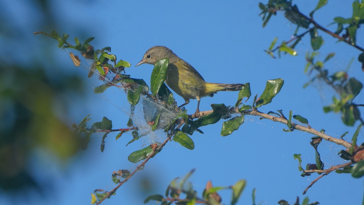 Orange-crowned Warbler - ML646464568