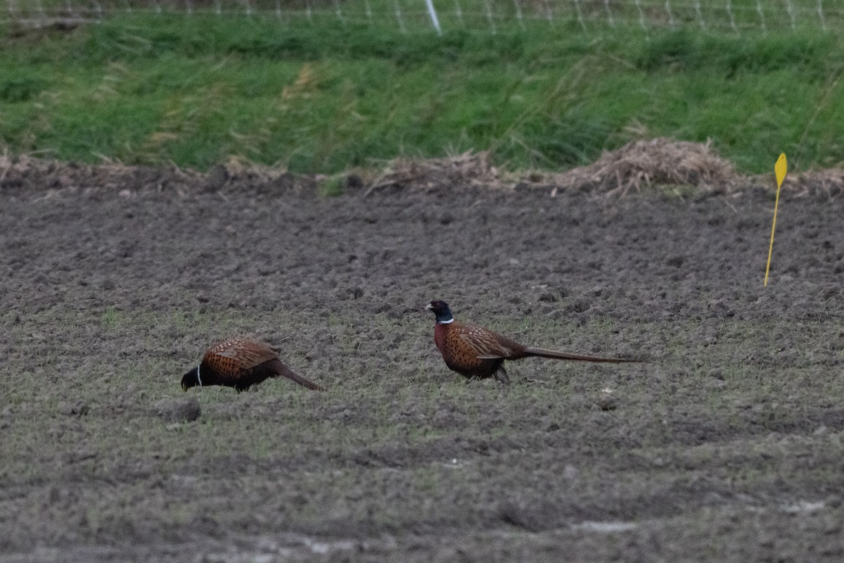 Ring-necked Pheasant - ML646464570