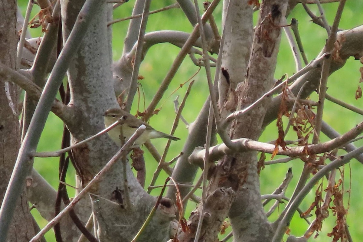 Common Chiffchaff - ML646464574