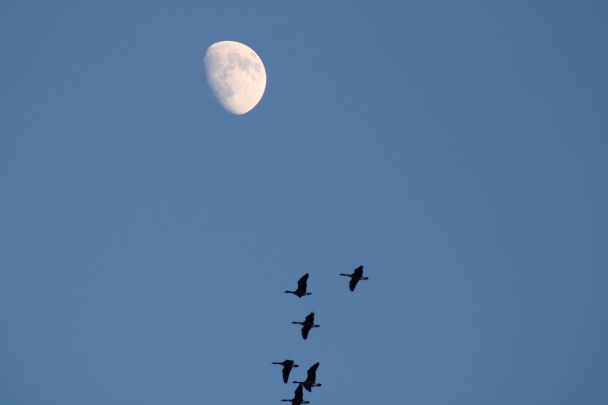 Canada Goose - ML646464575