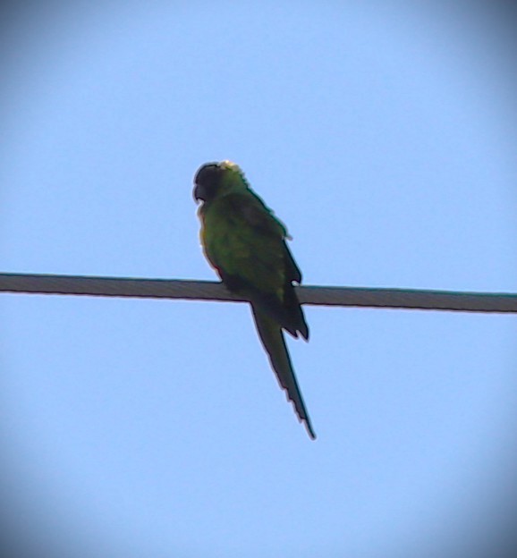 Nanday Parakeet - ML646464576