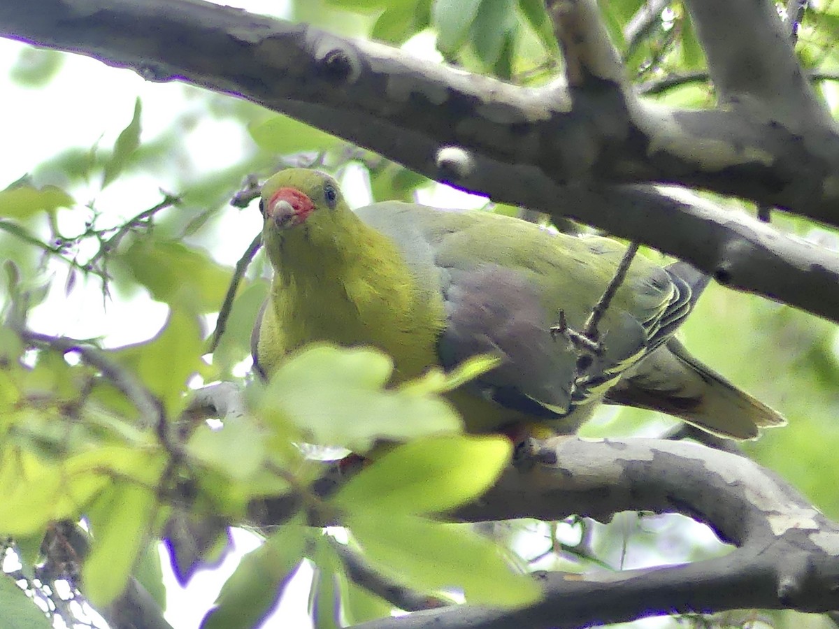 holub africký [skupina calvus] - ML646464577