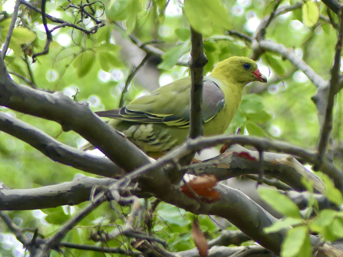 holub africký [skupina calvus] - ML646464578