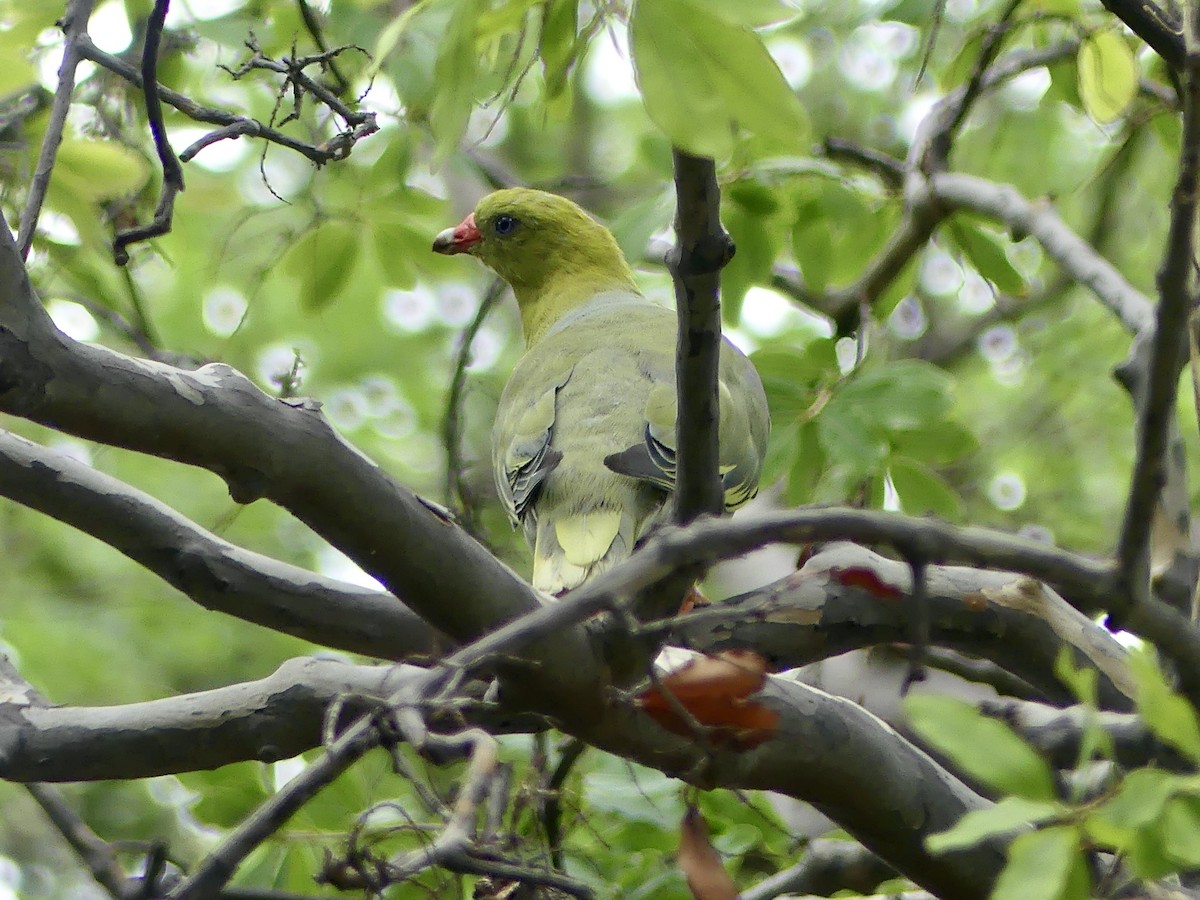 holub africký [skupina calvus] - ML646464579