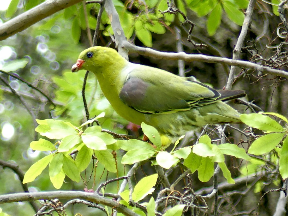 holub africký [skupina calvus] - ML646464580