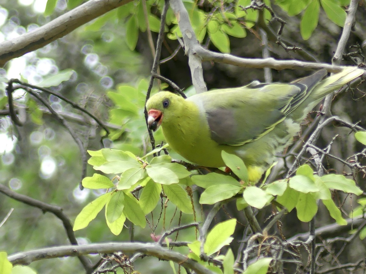 holub africký [skupina calvus] - ML646464581