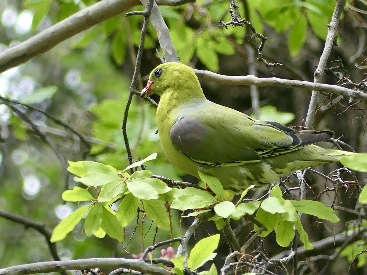 holub africký [skupina calvus] - ML646464582