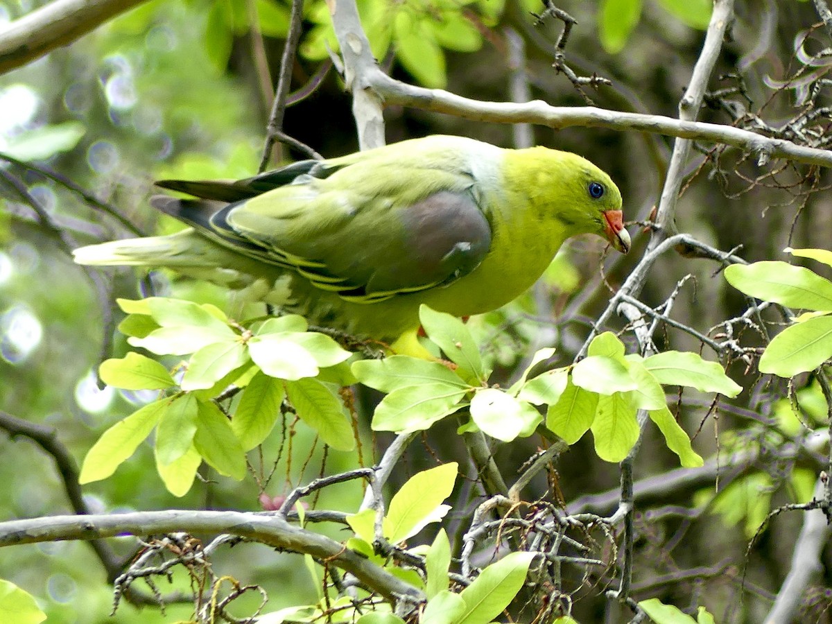 holub africký [skupina calvus] - ML646464583