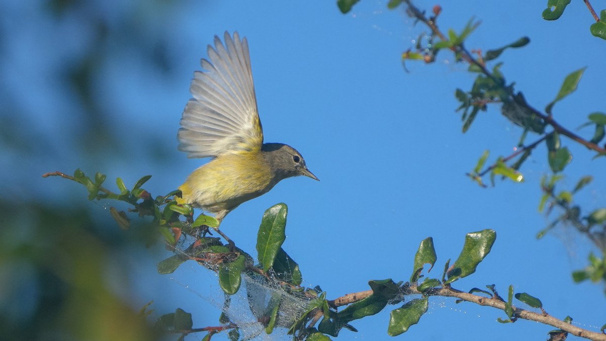 Orange-crowned Warbler - ML646464584