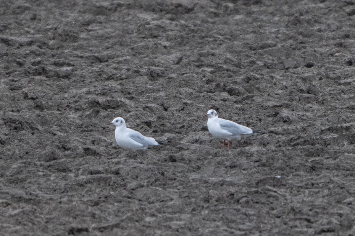 Black-headed Gull - ML646464585