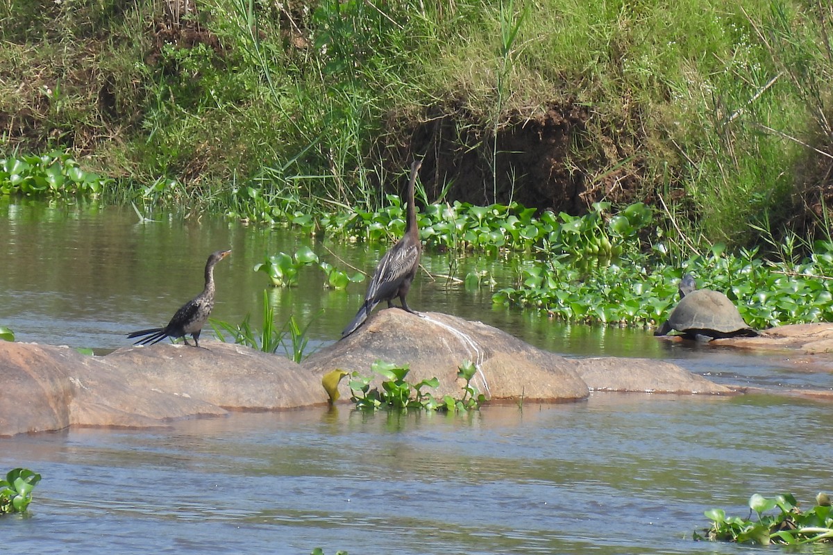 African Darter - ML646464586