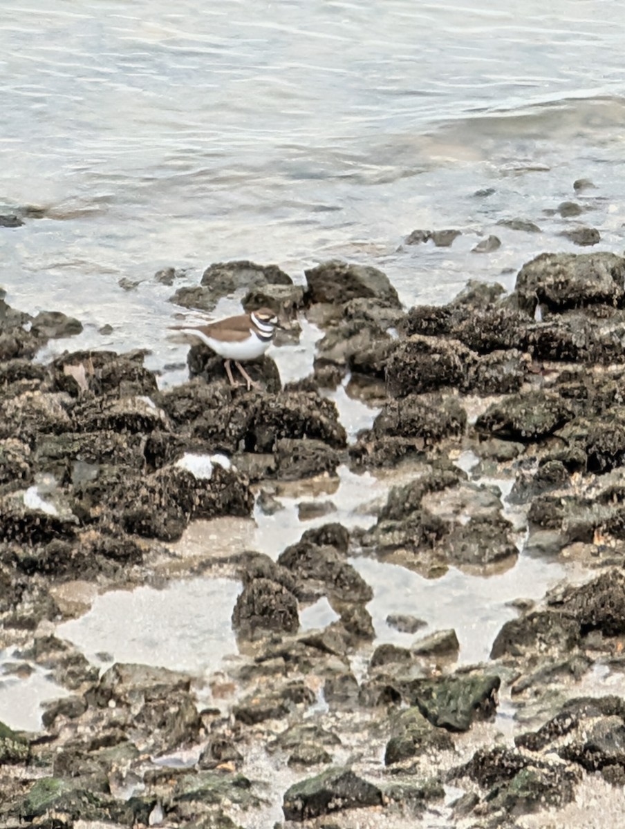 חופמי כפול-צווארון - ML646464588