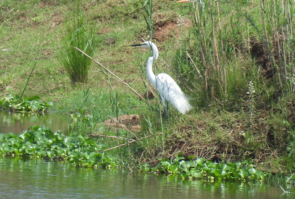 Great Egret - ML646464590