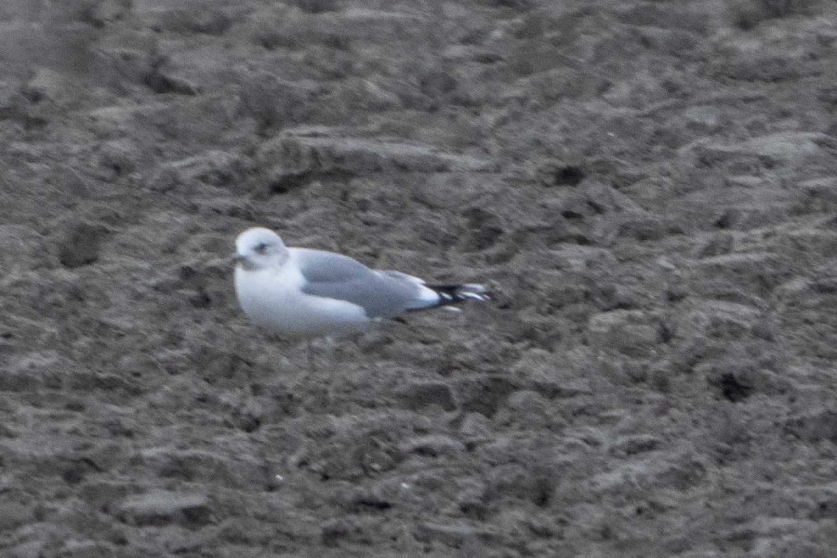 Common Gull - ML646464591