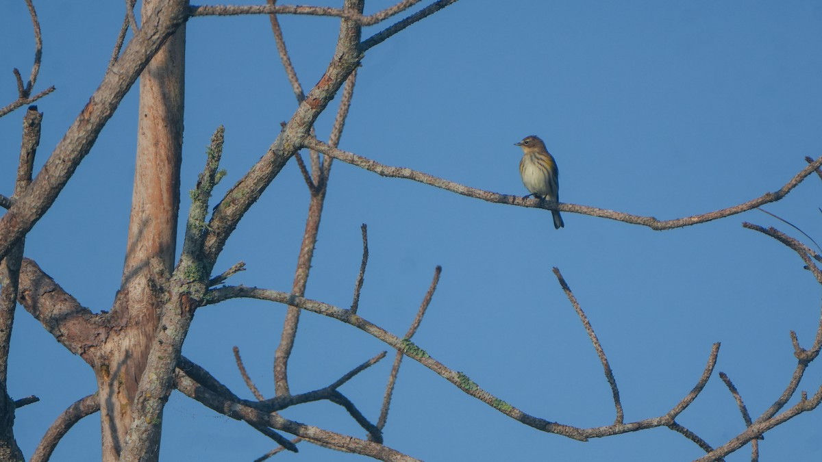Yellow-rumped Warbler - ML646464601