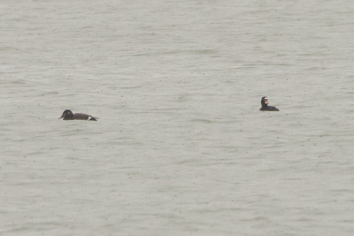 Surf Scoter - ML646464603