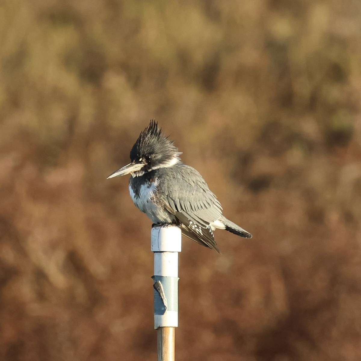 アメリカヤマセミ - ML646464605