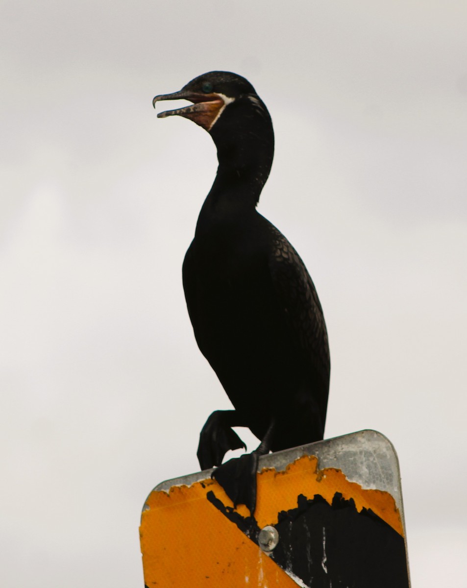 kormorán neotropický - ML646464607