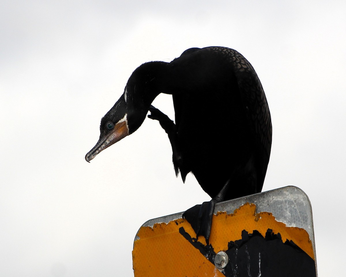 kormorán neotropický - ML646464608