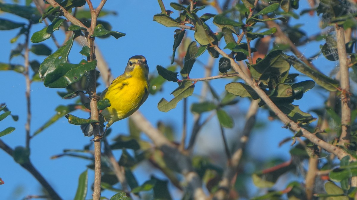 Reinita Galana - ML646464611