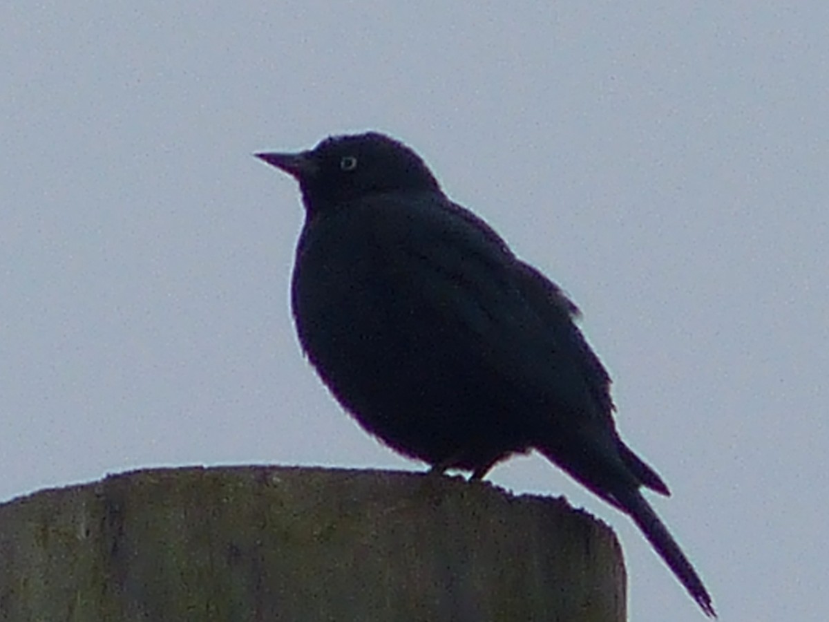 Brewer's Blackbird - ML646464612