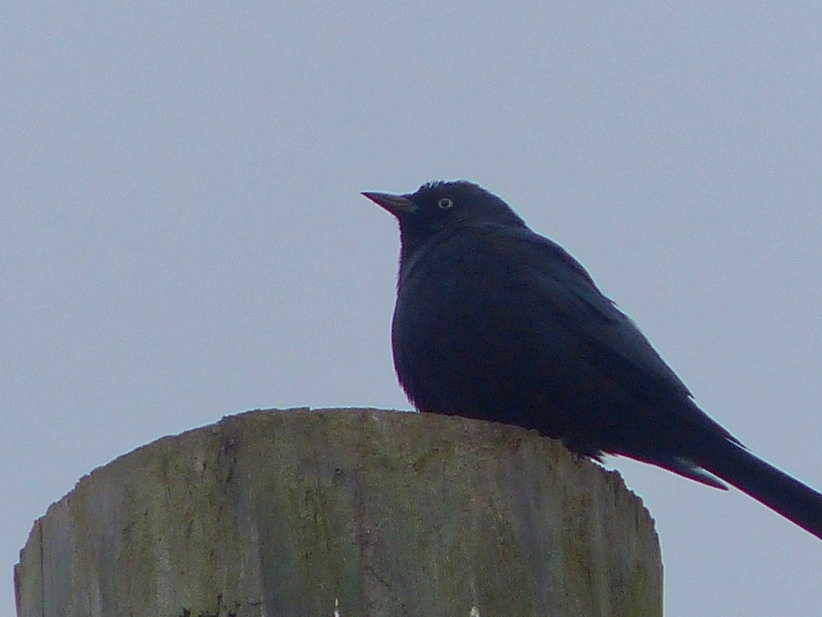 Brewer's Blackbird - ML646464613