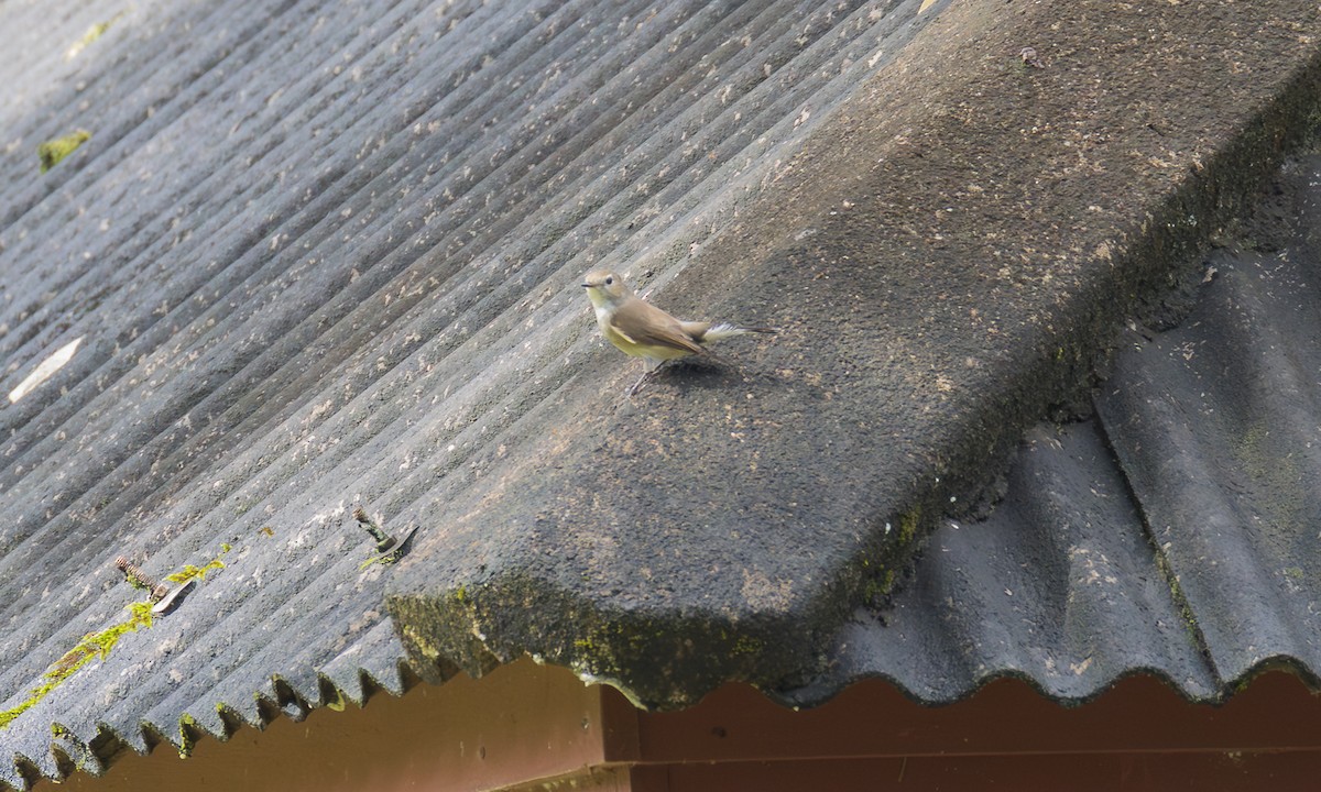 Gobemouche de la taïga - ML646464614