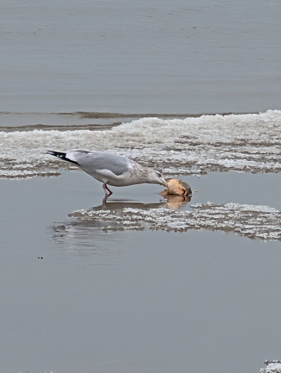 שחף מערבי - ML646464615