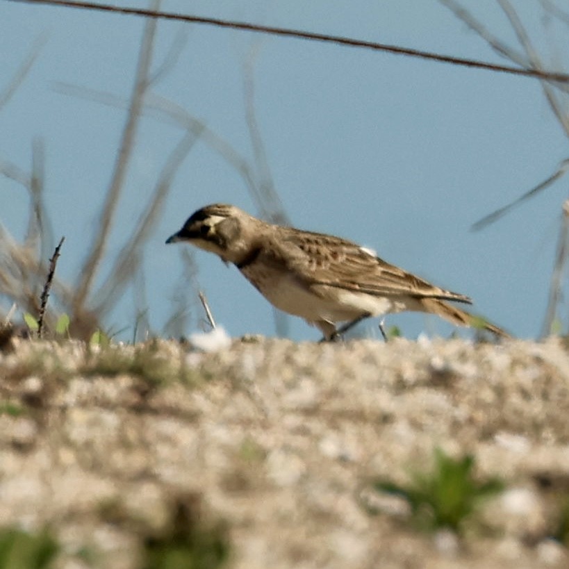 ハマヒバリ - ML646464623