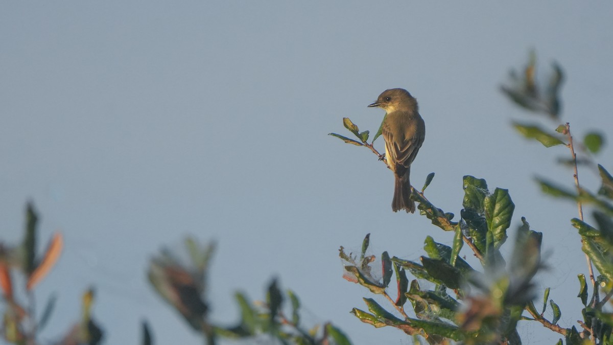 Eastern Phoebe - ML646464625