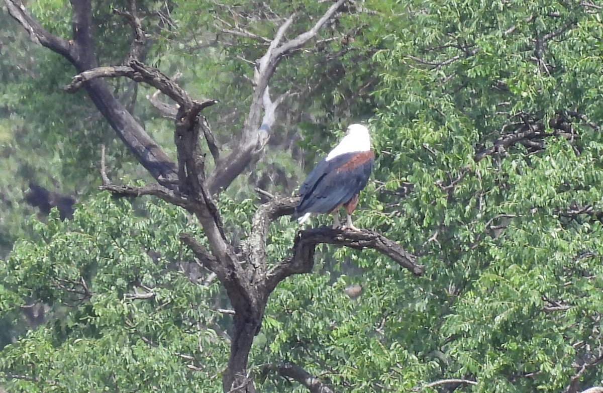 African Fish-Eagle - ML646464626