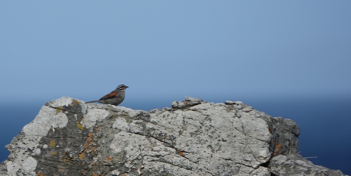 Cape Bunting (Cape) - ML646464628