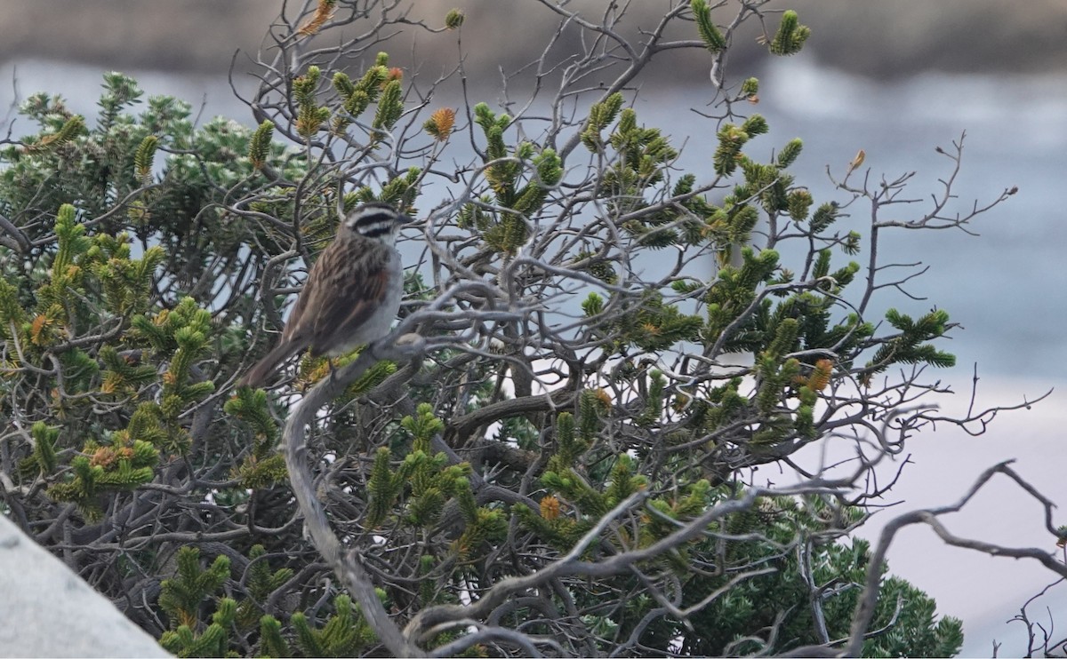 Cape Bunting (Cape) - ML646464629
