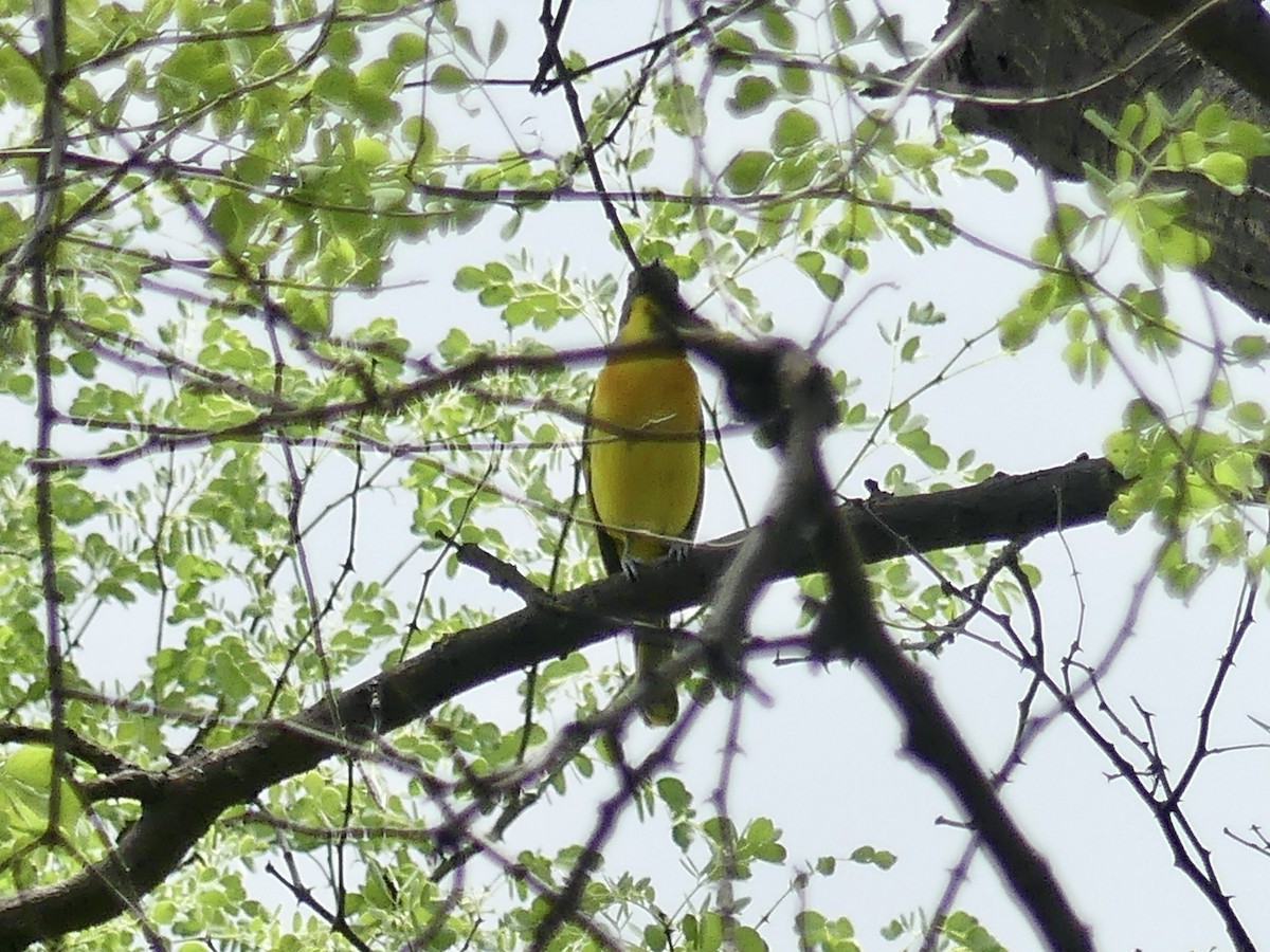 Gray-headed Bushshrike - ML646464630