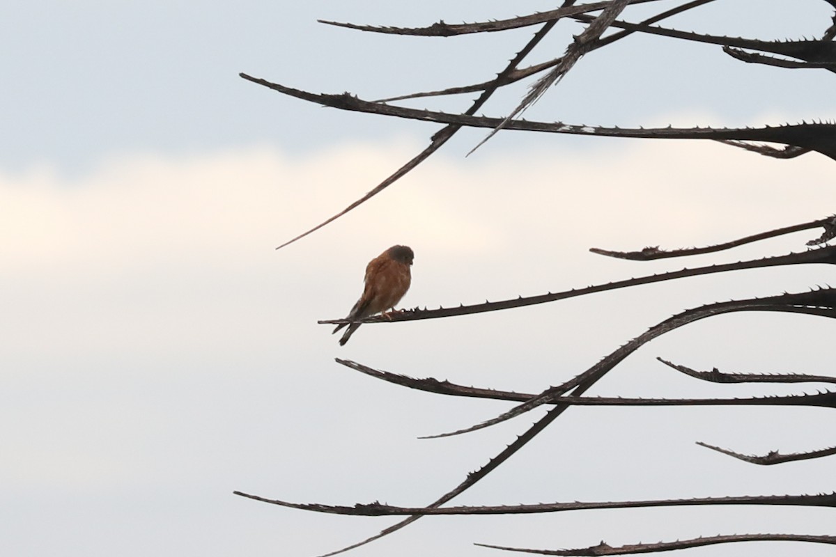 rødfalk - ML646464631