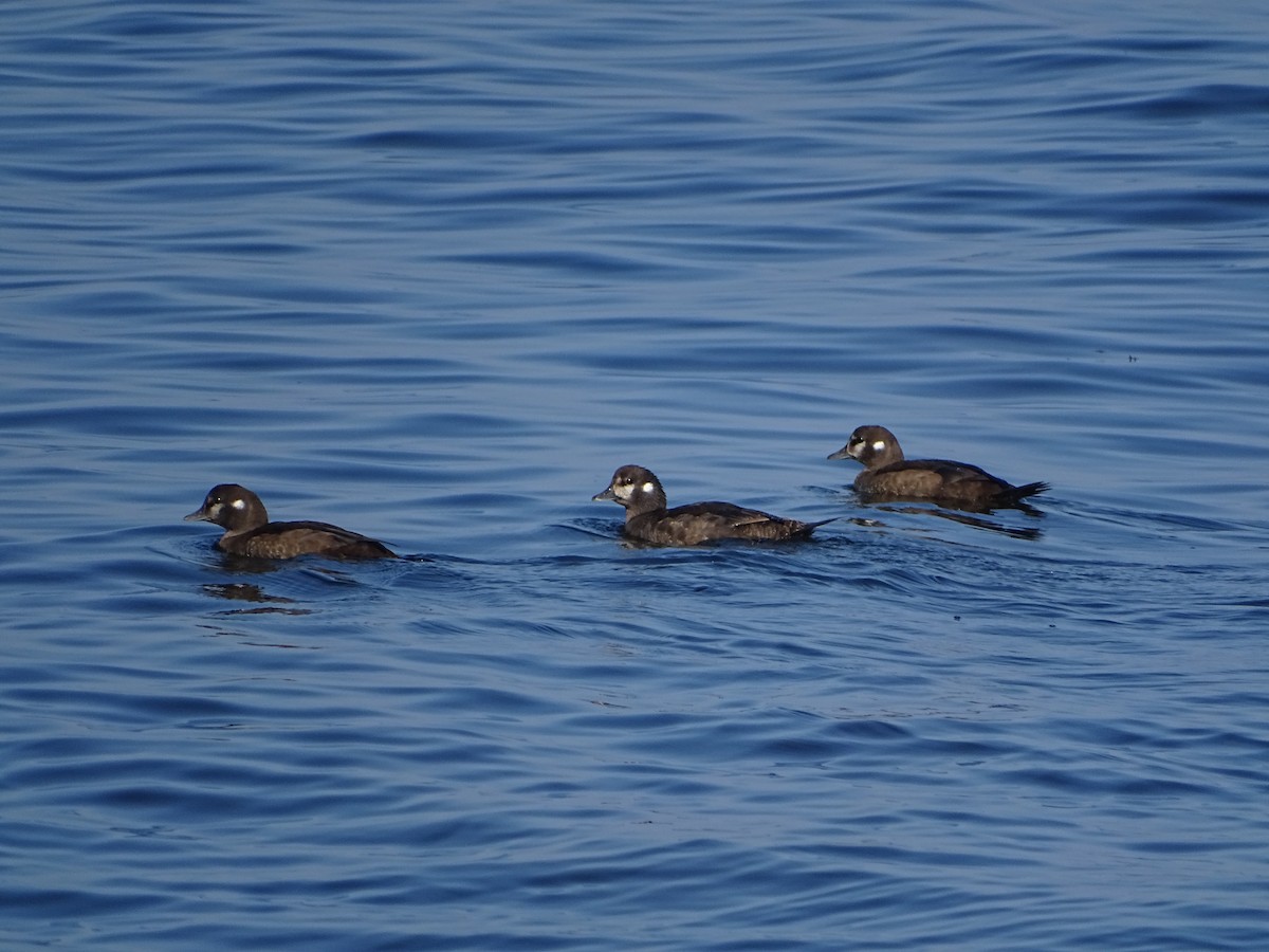 Harlequin Duck - ML646464632