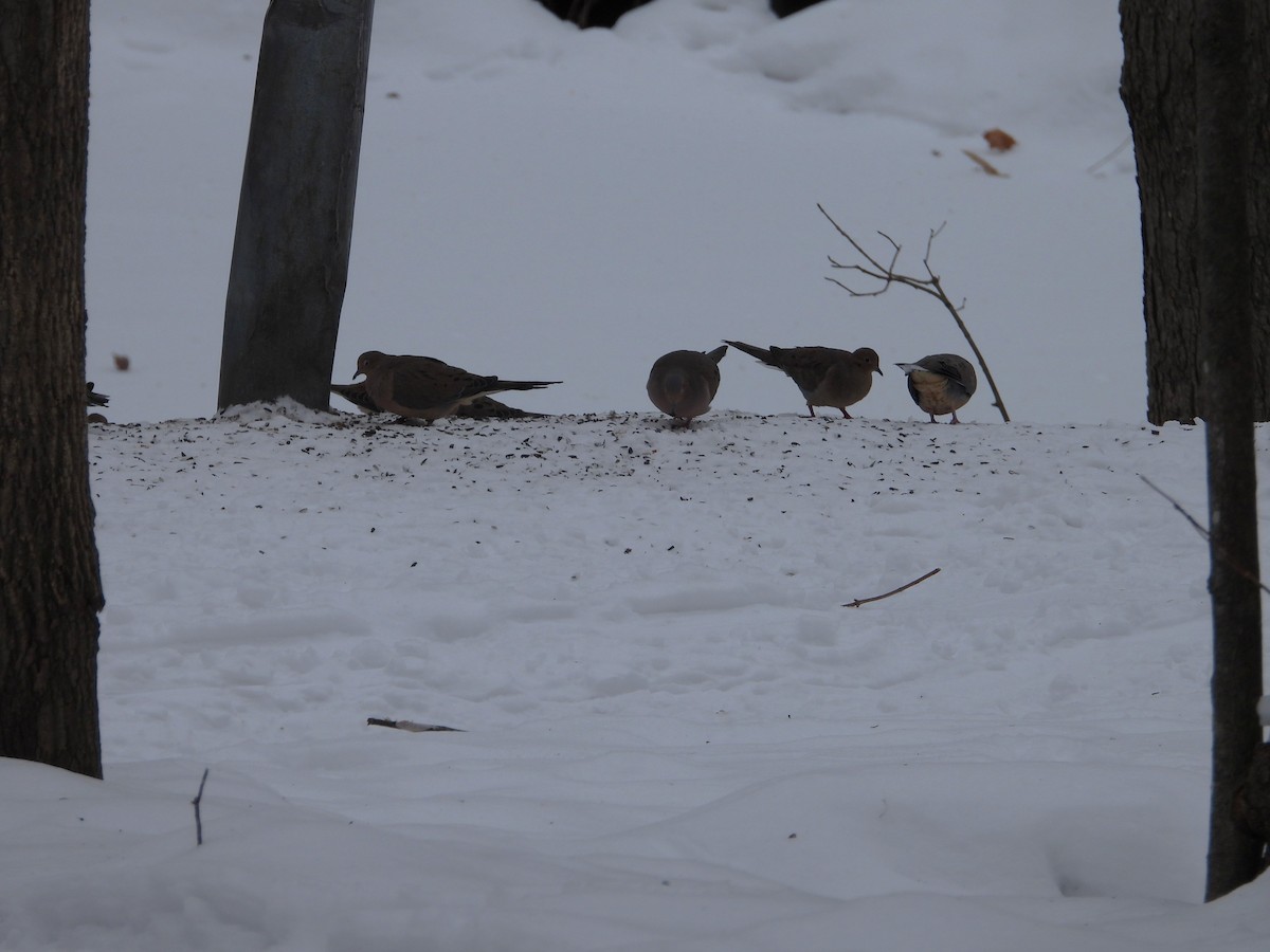 Mourning Dove - ML646464633