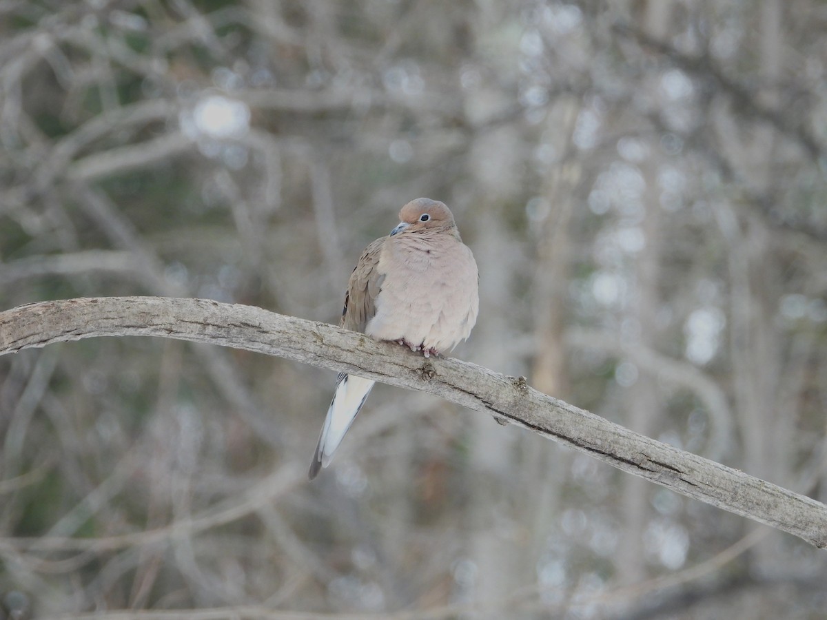 Mourning Dove - ML646464634