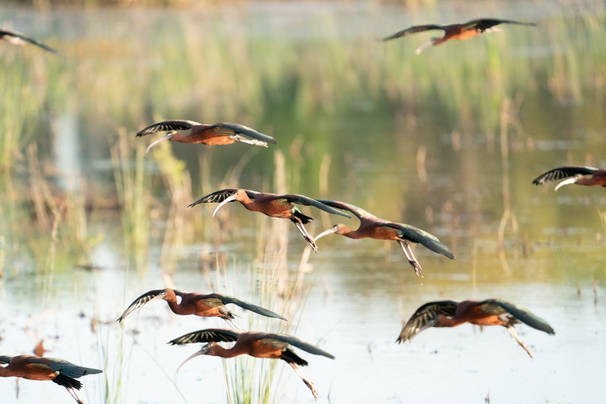 Glossy Ibis - ML646464635
