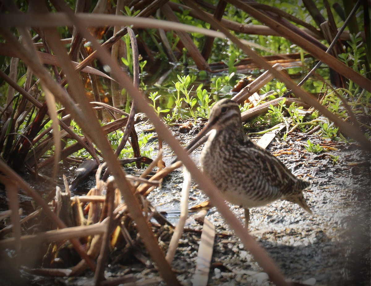 Wilson's Snipe - ML646464636