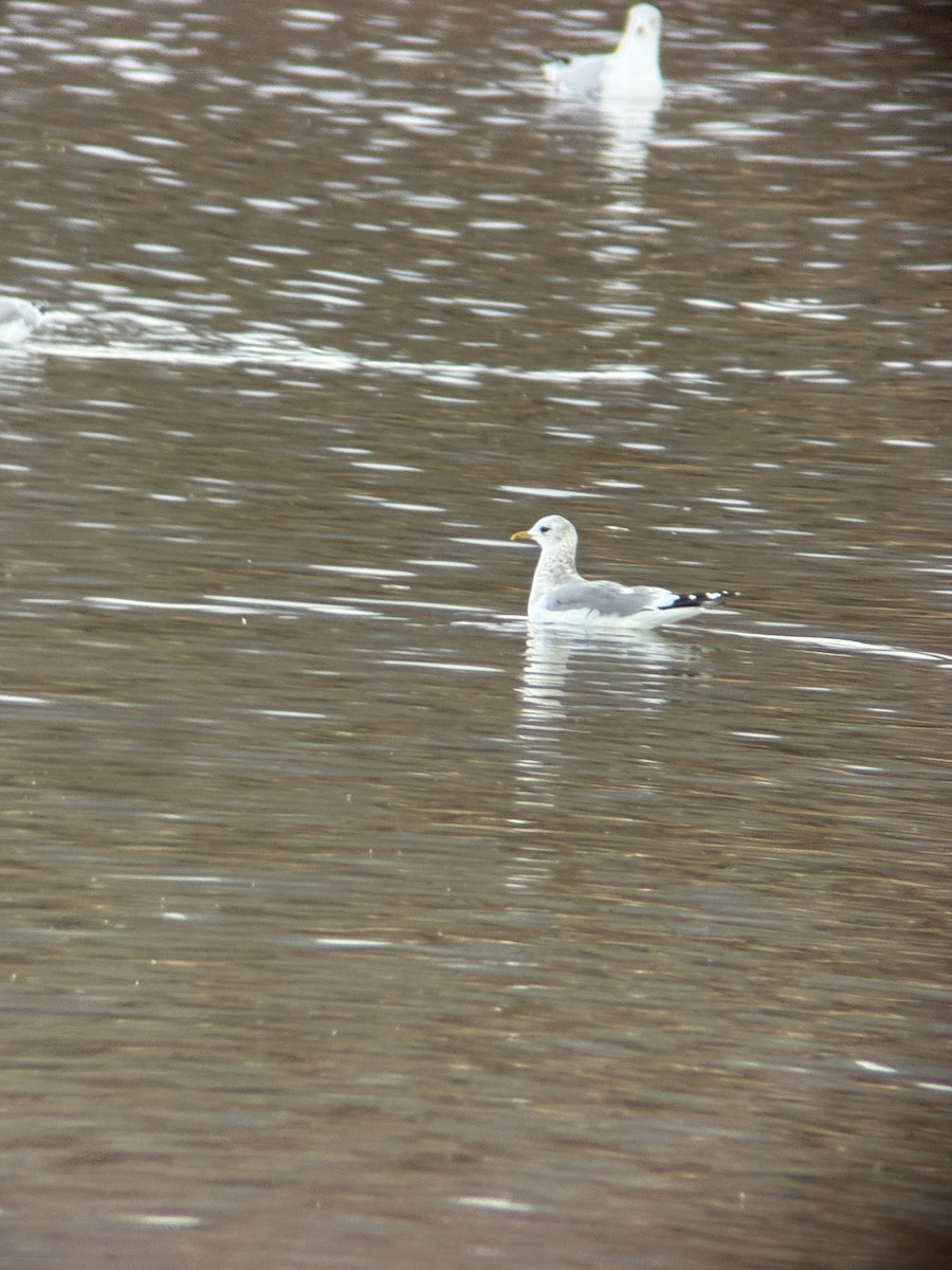 Short-billed Gull - ML646464637