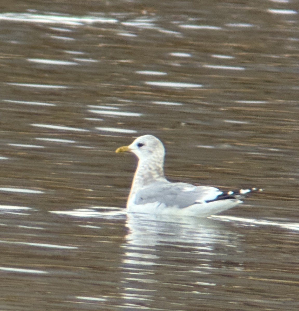 Short-billed Gull - ML646464638