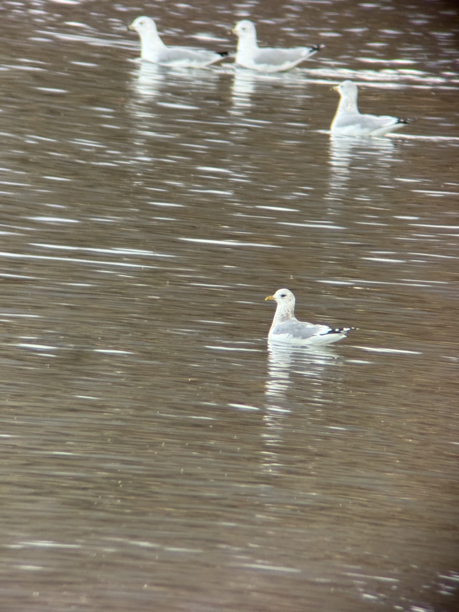 Short-billed Gull - ML646464639