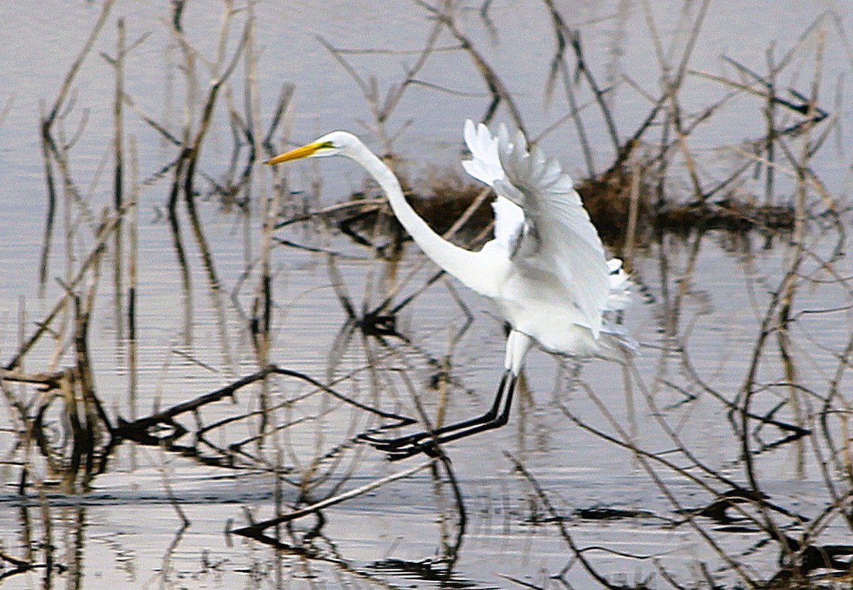 Great Egret - ML646464640