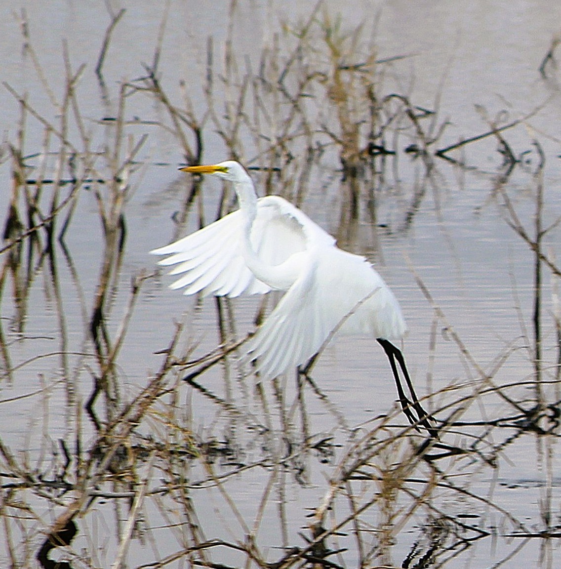 Great Egret - ML646464641