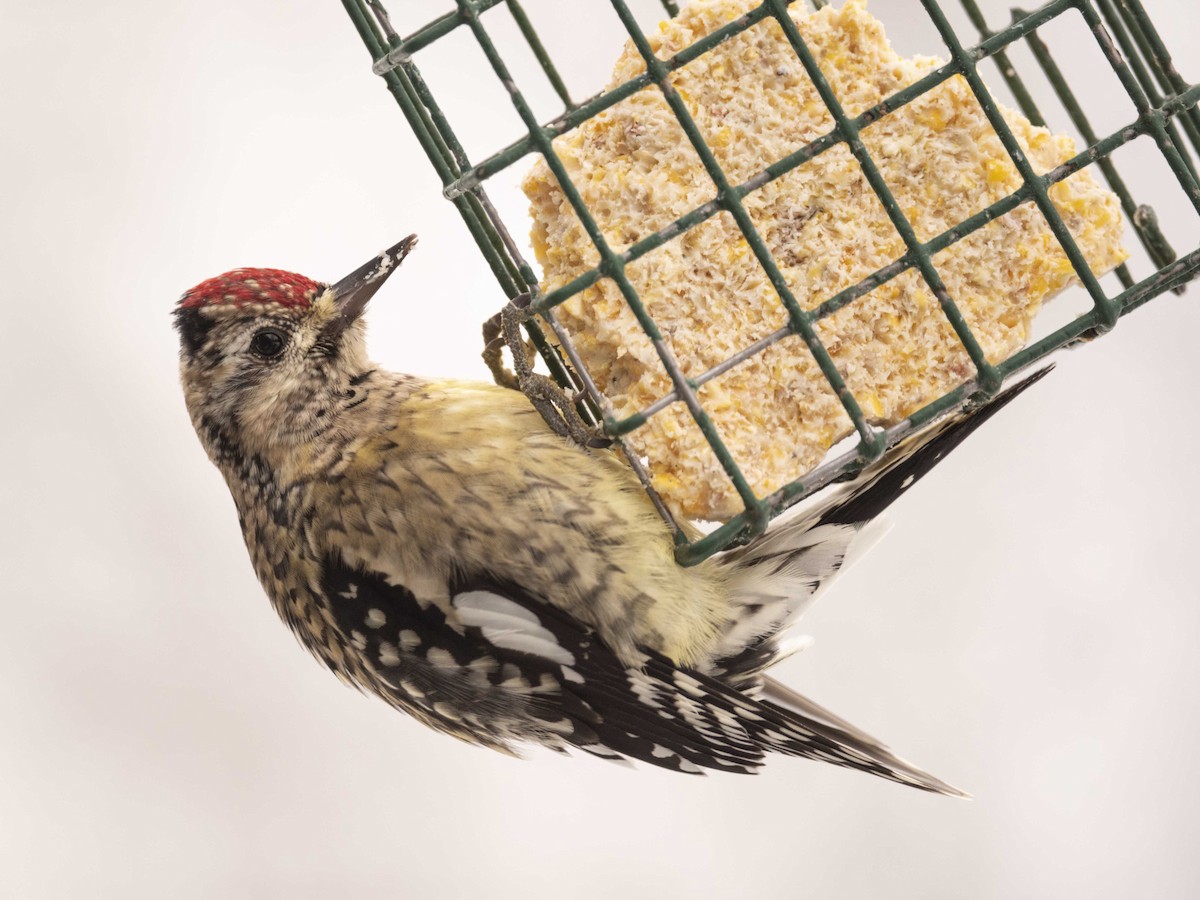 Yellow-bellied Sapsucker - ML646464642