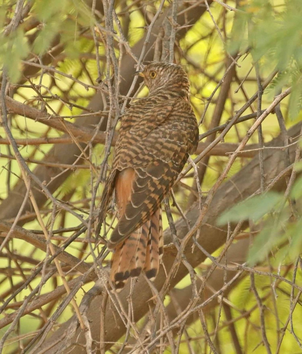 Common Cuckoo - ML646464644