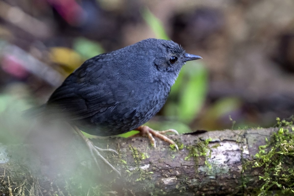 Tschudi's Tapaculo - ML646464645