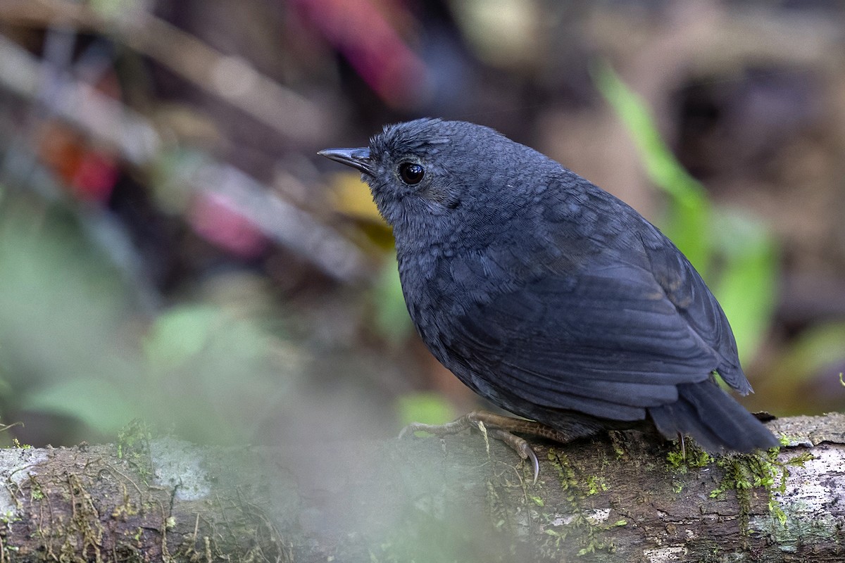 Tschudi's Tapaculo - ML646464646